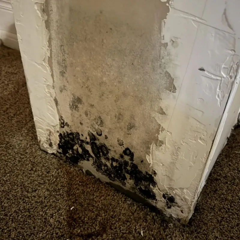 Professional Mold Removal in Calvert City, KY